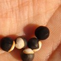 Cardiospermum halicacabum graine